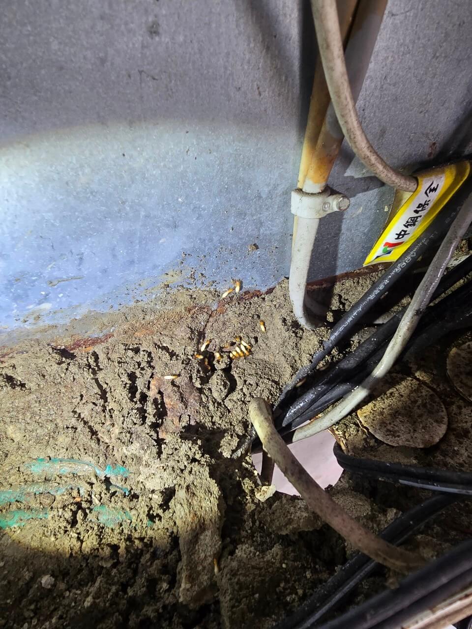 20240903工廠白蟻 白蟻防治圖片