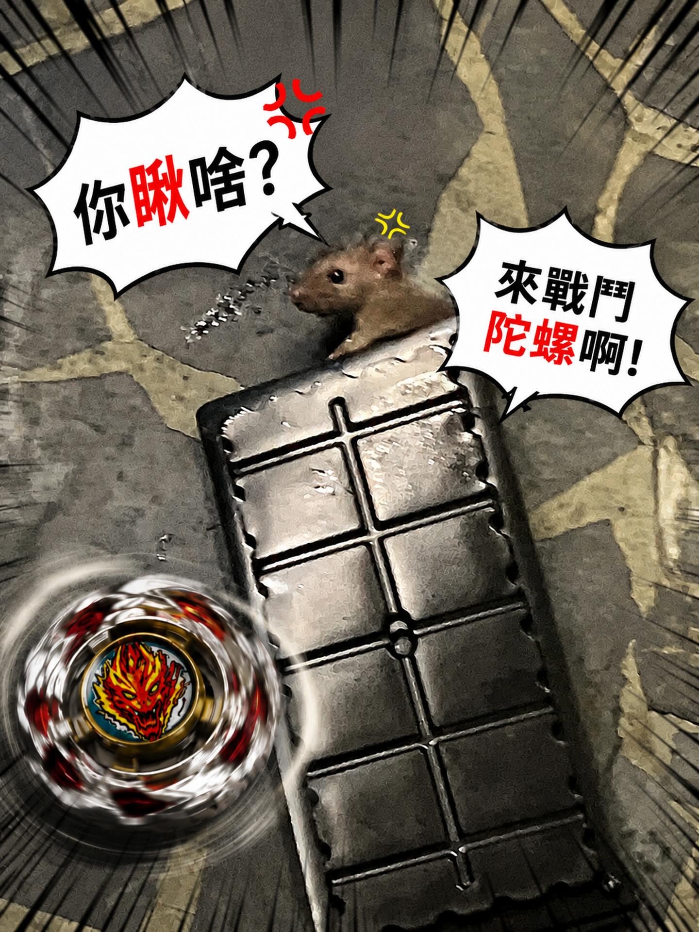 20260507鼠害防治圖片